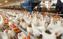 最快21天出栏 速生鸡能不能吃（肉鸡养殖）