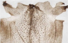 5000元一斤的蟾衣 为何野外找不到（野生蟾衣）