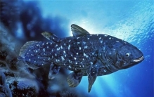 世界最珍稀的鱼 总鳍鱼类当中的品种(腔棘鱼)