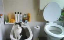 欧洲的厕所里 为啥有两个马桶？（欧洲马桶）