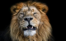陆地凶猛动物排名28：狮子