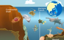 马里亚纳海沟的10种奇怪生物