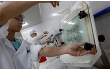 广东的蚊子工厂 每月放几千万只蚊子（蚊子工厂）