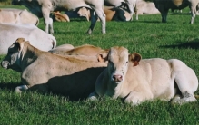 为啥人只吃食草动物 不吃食肉动物（人类肉食）