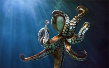 章鱼不被认为是动物  难道不是来自地球  （实验研究对象）