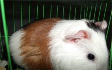 晚上睡觉的时候 老鼠会不会咬人（老鼠咬人）