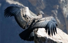 世界上寿命最长的鸟类 安第斯神鹰(寿命超过50年)