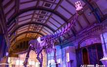 世界最大恐龙在伦敦自然博物馆展出：长121英尺，重57吨