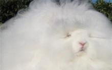 世界上毛最长的兔子 巨型安哥拉兔(毛长38厘米)