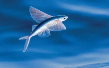 盘点世界上速度最快的10条鱼，第一名比汽车都快，每秒36米！