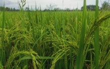 竹子和水稻的杂交 这种米能不能吃（新竹稻米）