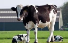 世界上最大的牛奶生产国：拥有934万头奶牛(十年持续增长)