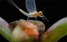 世界上寿命最短的昆虫 蜉蝣(寿命不到一天)