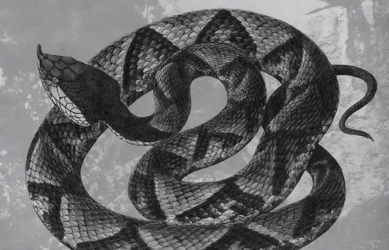 【毒性不算强的五步蛇，为什么却成为了人们最惧怕的毒蛇之一？ 】图1