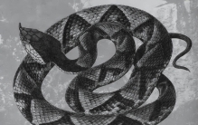 毒性不算强的五步蛇，为什么却成为了人们最惧怕的毒蛇之一？