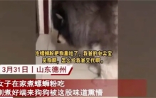 主人在家吃螺蛳粉 宠物狗被熏吐（黑暗美食）