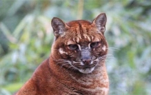 东北人口中的彪 是来自远古的生物吗（真实存在）