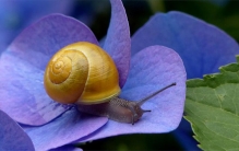 世界上牙齿最多的动物 总共有25600颗牙齿(蜗牛)