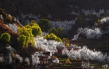 金川：万亩梨花开，高原春光美