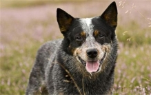 世界上寿命最长的狗 寿命29岁5个月(澳洲牧牛犬)