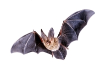 内蒙古出现形状诡异的化石 是什么东西（远古翔兽）