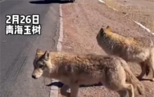 女子出去旅游 把狼当成狗还想互动（野生生物）