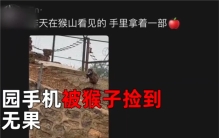 山上猴子捡走游客手机还接了电话