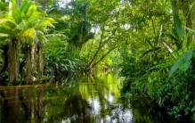 亚马逊雨林有多可怕 人连蚂蚁都惹不起（雨林怪兽）