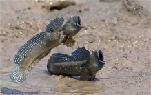 世界上最奇特的鱼 可在陆地生活(弹涂鱼)