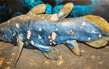 世界上最古老的鱼类 生存了4亿年(腔棘鱼)