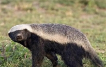 世界上最大胆的动物 不惧怕强悍物种(平头哥蜜獾)