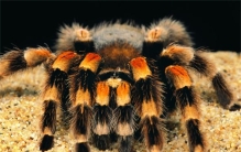 世界上最大的毒蜘蛛 毒牙长度达到3.8厘米(蜢蜘)