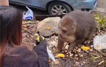 猩猩被游客扔瓶子砸头后扔回反击