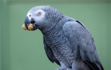 世界上最聪明的鹦鹉 聪明且适应能力强(非洲灰鹦鹉)