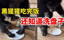 黑猩猩吃完饭主动到水池里洗盘子