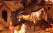 古代俗语男怕属鸡 女怕属羊什么意思 （有不好的事）