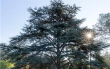 国内让人又爱又恨的树  既称摇钱树又称缺德树 （白皮松）