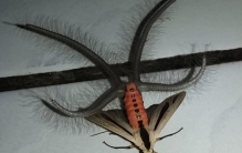 世界上最恐怖的飞蛾 黑条灰灯蛾(长相恐怖)