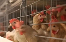 男子杀死1000只鸡 最后被判刑（吓死鸡）