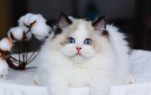 世界上颜值最高的猫 是非常理想的家养宠物(布偶猫)