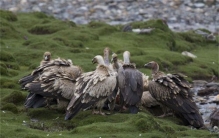 吃猴子的猛禽  会对人造成威胁吗  （不会）