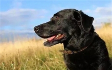 深夜回家被狗咬 打死狗之后赔偿1万多元（养狗公德）