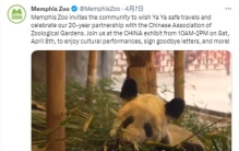 美国动物园为丫丫举行告别派对 丫丫告别派对五百人参加送别活动