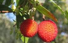 杨梅汁弄到衣服要怎样才能洗干净（食用醋/洗洁精/消毒液/花露水）