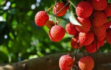 盘点深圳十大有名特产，南山荔枝获得第一名