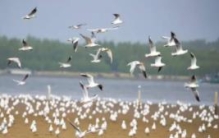 世界上飞的最远的鸟：每年跨半个地球(北极圈飞往南极洲)