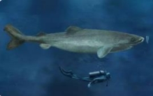 世界上最长寿的鲨鱼：成熟就需要100年(寿命平均400岁)