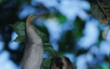 世界之最系列~最懒动物·三趾树懒（也称为缓猴）
