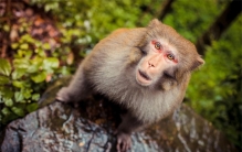 南京网红暴猴被收编至动物园 猴王被打不敢上岸