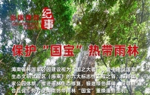 瞭望·治国理政纪事丨保护“国宝”热带雨林